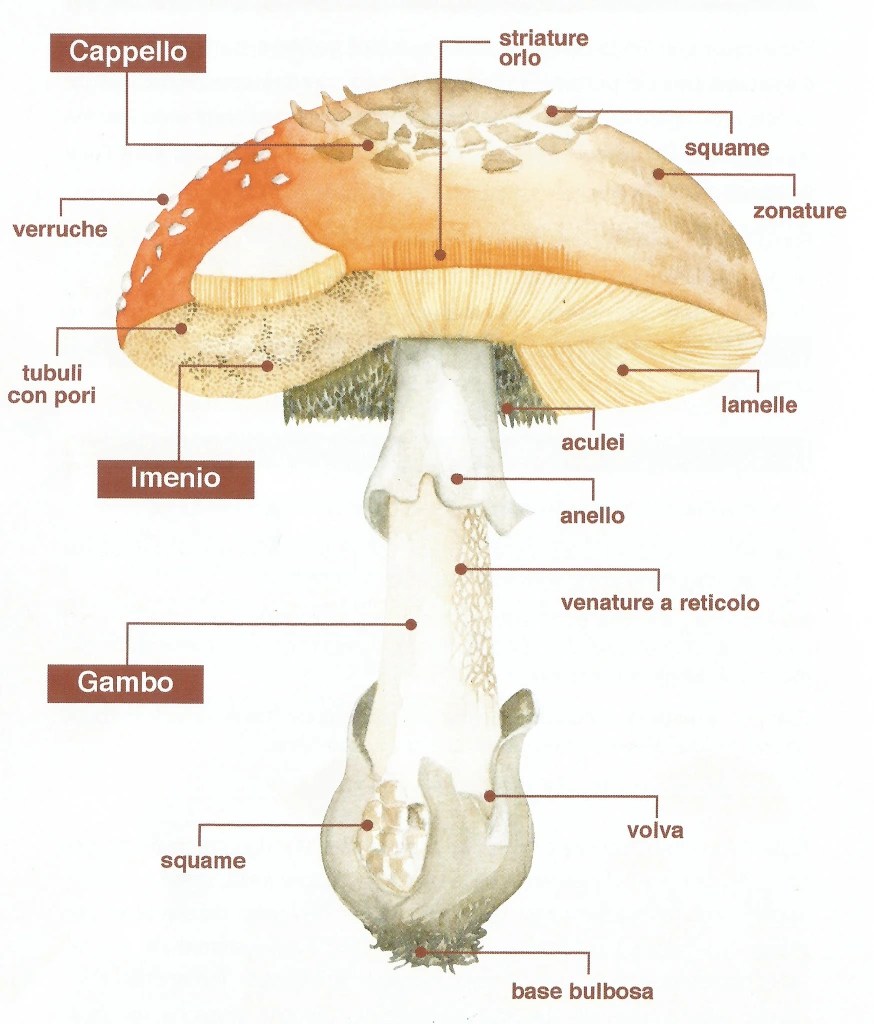 Immagine tratta da universoalpino.com